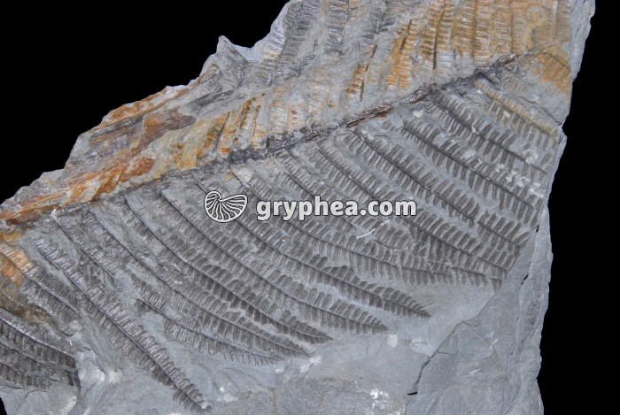 Fougère fossile - gryphea.org